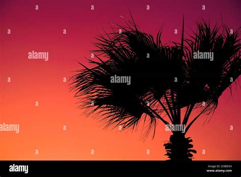 Silhouette Of A Tropical Palm On A Vibrant Red Pink And Orange Sunset