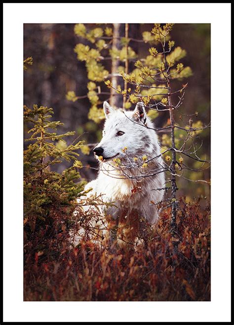 Wolf In Forest Poster Nature And Animal Posters