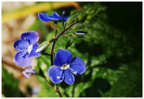 Petites Fleurs Bleues Agencement De Jardin Aux Meilleurs Prix