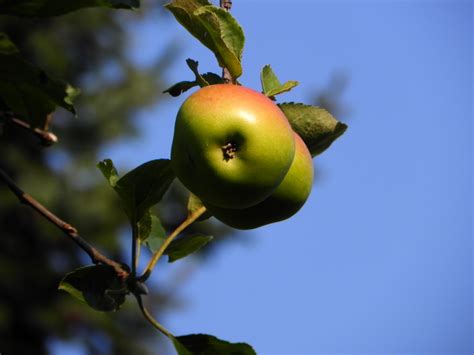 Free Images Nature Branch Blossom Fruit Sweet Leaf Flower Ripe