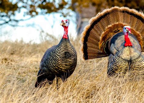 The quarter strut jake turkey decoy is one of the best turkey decoys available, in our opinion. Big Jake - Deception Decoy Co.