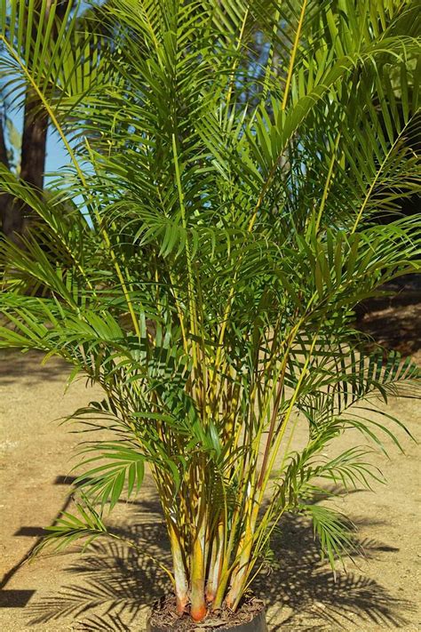 Palm Tree Nursery Melbourne Merissa Dowell