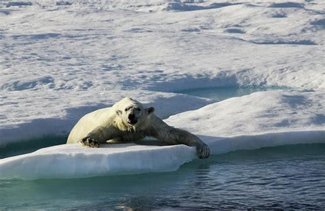 Polar Bear On Ice By Kristianseptimiuskrogh