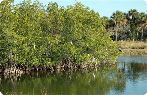 Excretion of ions by special salt glands is a well known mechanism for regulating the mineral content of many halophytic plants. Mangrove Swamp | GFBWT
