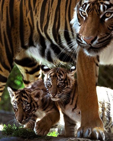 Tigress ~ With Her Cute Cubs Just Protecting Her Cubs Animals