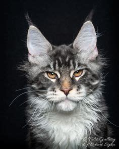 It is commonly believed the maine coon is actually a descendant of the norwegian forest cat since they share many physical and behavioral traits. 412 Best maine coon, norwegian forest cat, siberian ...