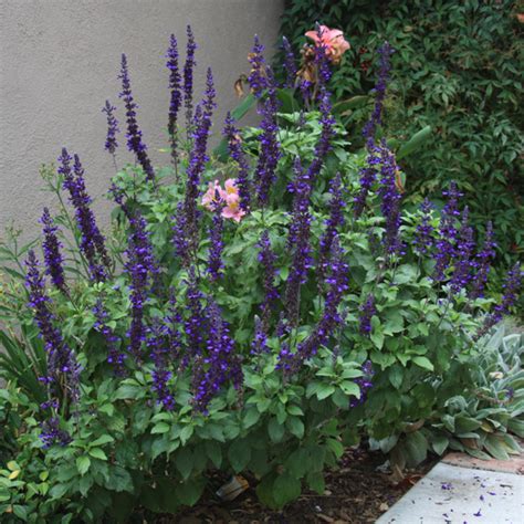 Which is supposed to have greener leaves than the bronzy purplish leaves of purple spire. Salvia 'Mystic Spires Blue' ('Balsalmisp')