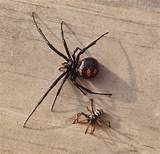So everybody kills it on. Latrodectus, The Black Widow Spider | hubpages