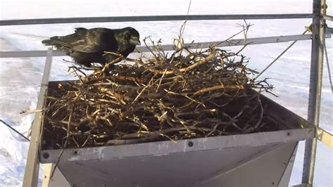 Churchill Raven Nest