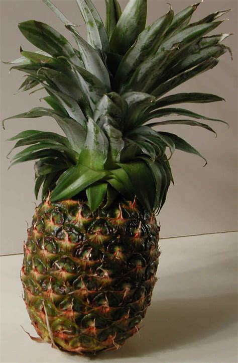 Choose from 15000+ pineapple on the beach graphic resources and download in the form of png, eps, ai or psd. Pineapple - Ingredients Descriptions and Photos - An All ...