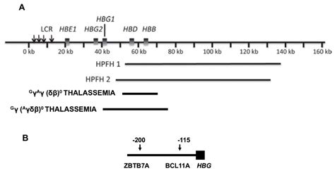 Fetal Hemoglobin In Sickle Hemoglobinopathies Encyclopedia Mdpi