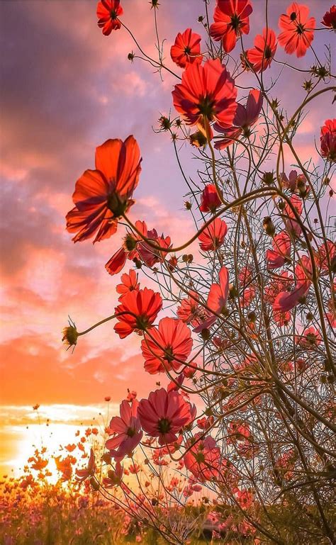 Pin By Ivanka Kostova On Sunset Spring Flowers Photography Flowers