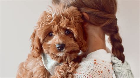 What Is The Lifespan Of A Cockapoo