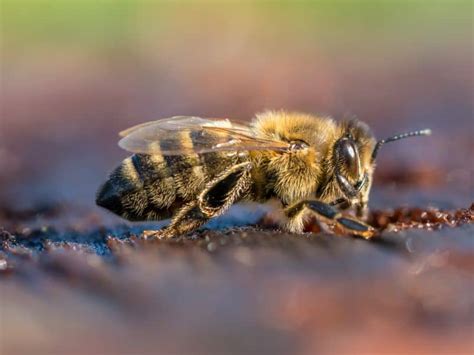 What Does A Honey Bee Look Like Carolina Honeybees