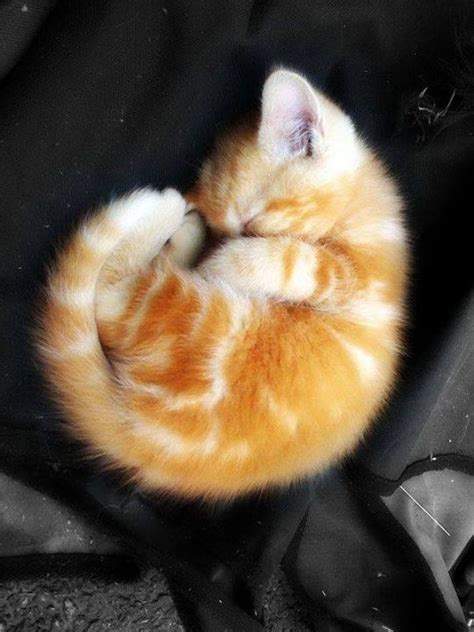 Orange Kitties Cute Cats Kittens Cutest Pretty Cats