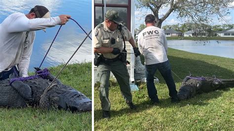 85-Year-Old Florida Woman Killed by Alligator While Walking Dog