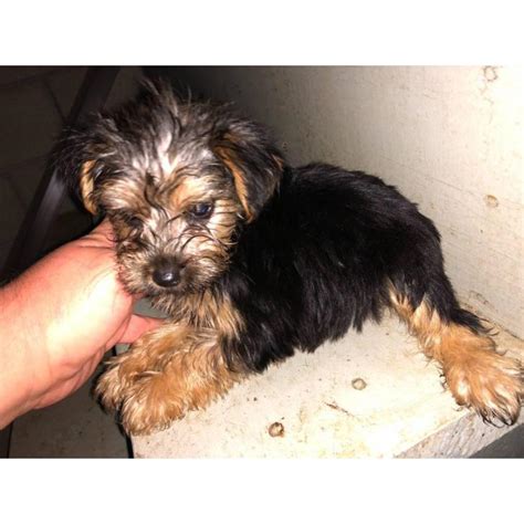 Get a boxer, husky, german shepherd, pug, and more on kijiji, canada's #1 local classifieds. 5 Toy Yorkie puppies for sale in Memphis, Tennessee ...