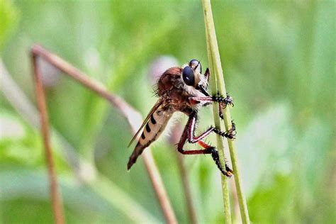 robber fly 4 4 x 6 canon eos t2 i canon ef 70 200mm f 4 l… flickr