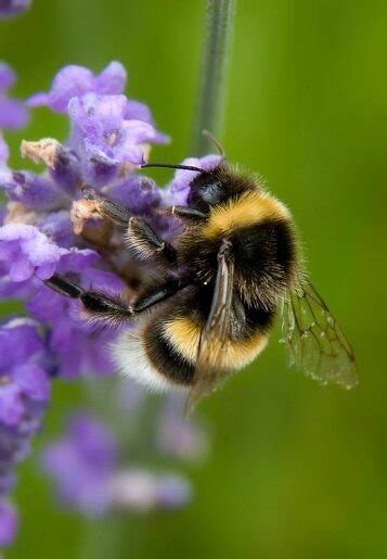 Bumblebees, unlike honeybees, are able to sting multiple times, but they are much less likely to sting than hornets, yellow jackets or honeybees. Why do bumble bees sting people? - Quora