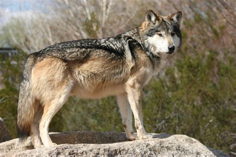 Court Mandates New Recovery Plan For Mexican Gray Wolves