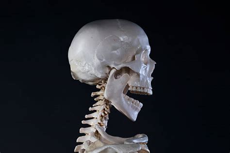 1200 Skull With Open Mouth Stock Photos Pictures And Royalty Free