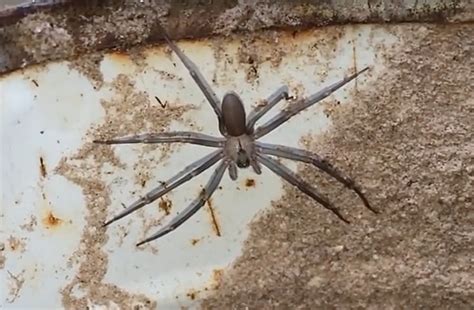 Brown Recluse Spiders In Battle Creek Michigan