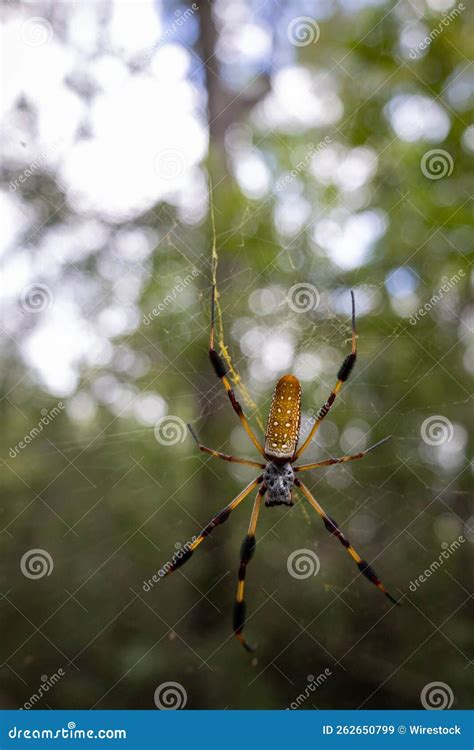 Banana Spider And Its Web In The Swamps Of St Tammany Louisiana Usa