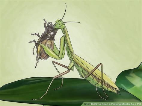 It doesn't really matter if you have. How to Keep a Praying Mantis As a Pet: 5 Steps (with Pictures)