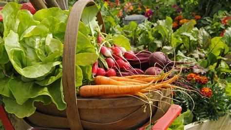 Für den heimischen anbau ganz einfach mit ein bisschen fingerspitzengefühl und geduld. Gemüse im Garten anbauen: Die wichtigsten Tipps | NDR.de ...
