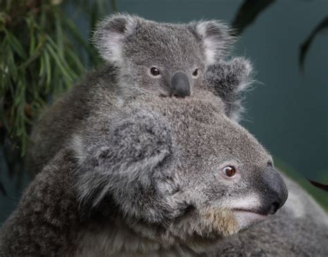 Australia Begins Koala Cull To Save Species From Mass
