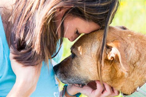 Study Shows That Dogs Rush To Help Their Owners When They Cry