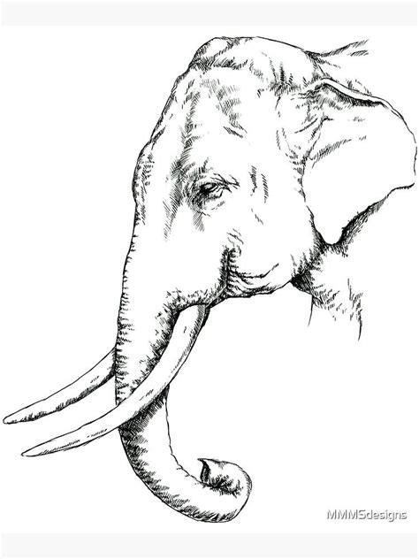 Asian Elephant Illustration Drawing Engraving Ink Line Art Vector My