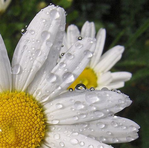 35 Beautiful And Inspiring Macro Flower Photographs