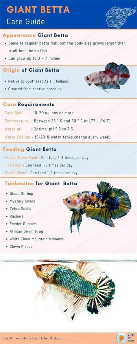 17 Facts About Giant Betta Fish That Will Surprise You