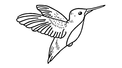 Digital gemalt in azpainter unter ubuntu 18.04. Wie zeichnet man ein Kolibri (Tiere) - YouTube