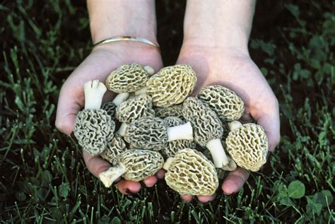 Dnr Helps Michiganders Hunt Morel Mushrooms Map Wdet