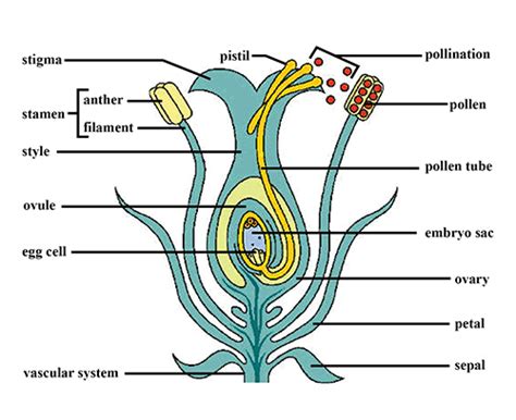 With The Help Of A Diagram Explain Sexual Reproduction In Flowering Plants