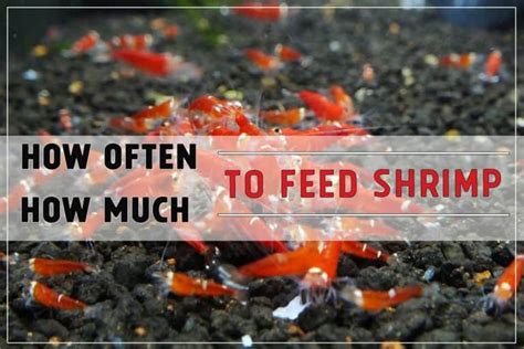 They will often pair up and sometimes even become mates. How Often and How Much to Feed Shrimp - Shrimp and Snail ...