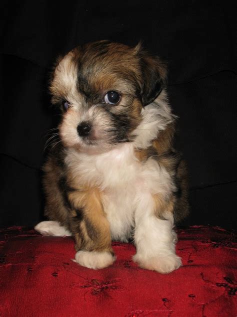 Hund, weiß, glücklich, winter, hintergrund, rasse, süß, säugetier, haustier, mein freund brauner und weißer hund, mixmatched augen, gesicht, glücklich, süß, lächelnd, ausdruck, porträt, spaß. Hunde - Rassehunde - Bolonka Zwetna Tieranzeigen Seite 5