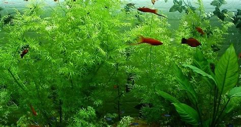 With this product, you should be able to easily simulate the the light you get from an aquarium lamp is important for making sure that the plants in your aquarium have what they need to grow well. 10 Best Led Aquarium Lighting for plants in 2019 [Top ...