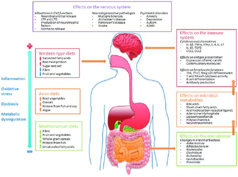 Dietary Patterns And Modulation Of The Intestinal Microbiome Immune