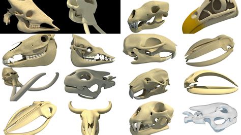 Animal Skull 3d Models Collection Animal Skulls Animals 3d Model