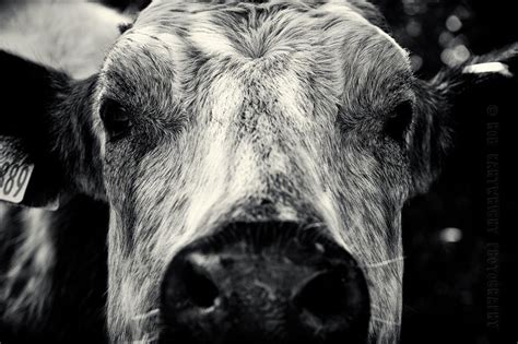 Cow Cattle Animal Portrait Bovine Close Crop Detail Contrast Silver