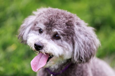 The Best Poodle Mixes The Smart Dog Guide