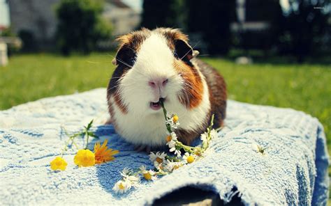 Guinea Pig Wallpapers Top Free Guinea Pig Backgrounds Wallpaperaccess