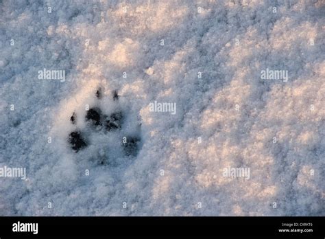 Paw Print Of An Arctic Fox In The Snow Skaftafell National Park