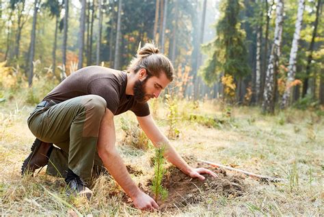 Reforestation Definition Meaning Efforts Benefits Effects