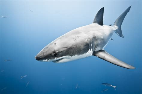 Cage diving with a great white shark. Your Weird Animal Questions Answered: Biggest Great White ...