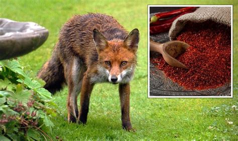 Garden Pests Natural Way To Deter Foxes In Gardens Using 70p Spice