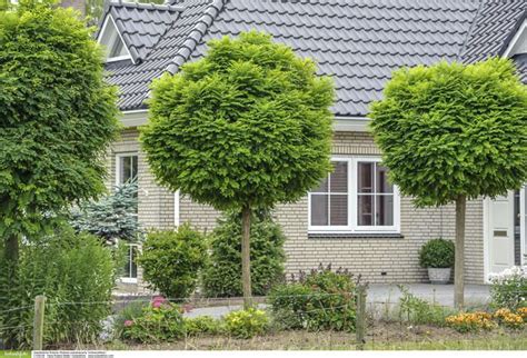 Auch immergrünen rhododendron stutzt man nur aus optischen gründen. Vorgarten gestalten: Kreative Ideen für pflegeleichte ...